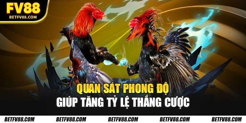 Hướng Dẫn Cá Cược Đá Gà Trực Tuyến Cho Người Mới Bắt Đầu 3 Quan sát phong độ giúp tăng tỷ lệ thắng cược